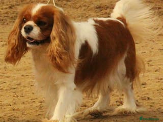 Cavalier King Charles Spaniel dogs CKCS For stud only, not for sale in Darwen - Advert 18