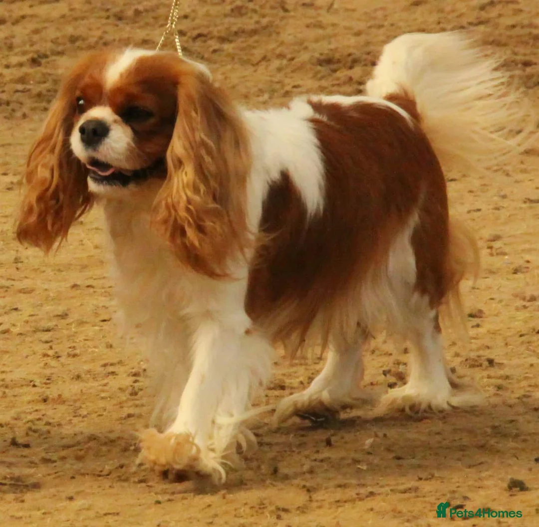 Cavalier King Charles Spaniel dogs for stud: CKCS For stud only, not for sale in Darwen - Advert 1