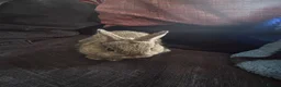 Netherland Dwarf rabbits for sale: Neathland dwalf babies - Advert 5