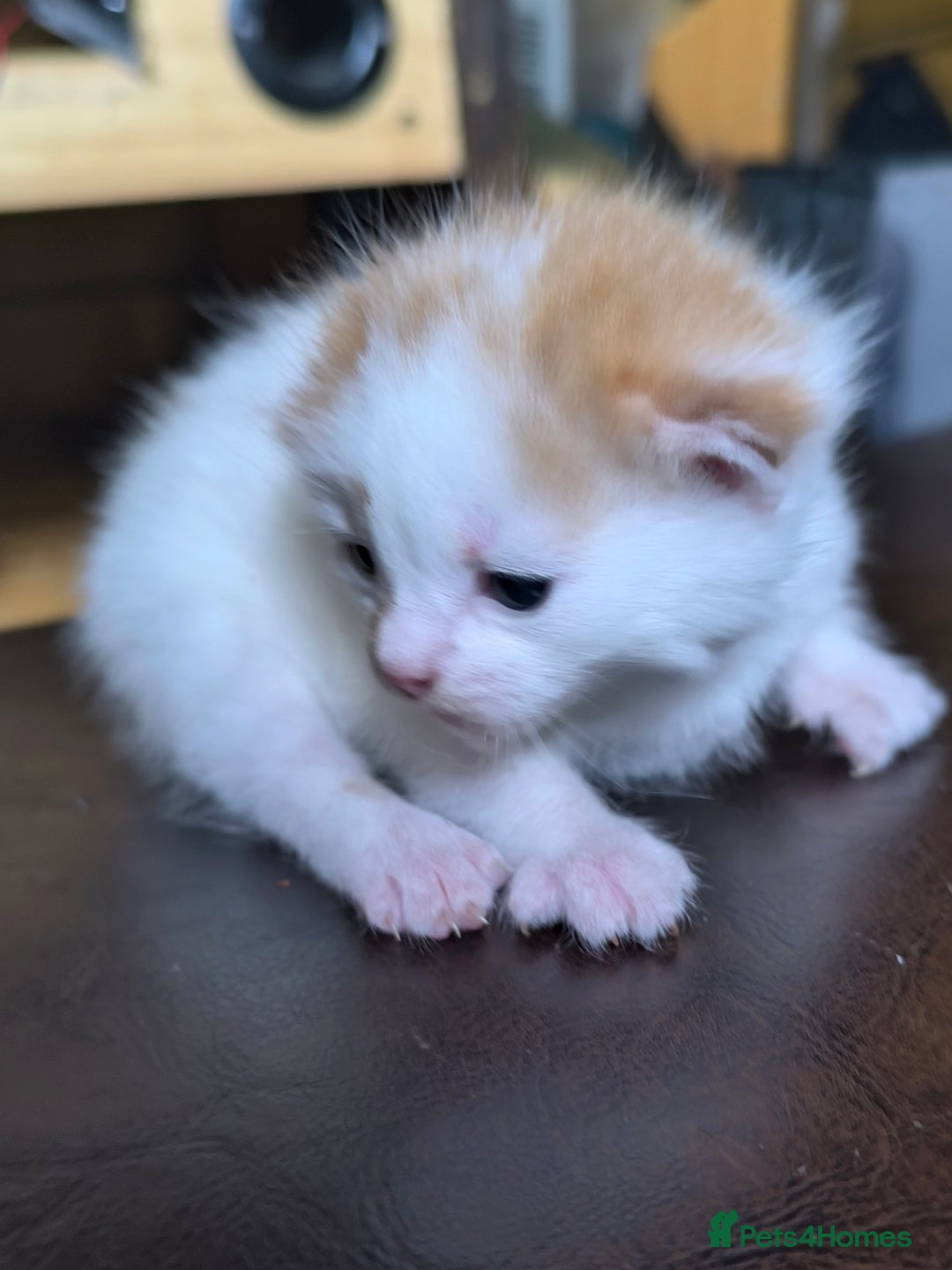 Domestic Shorthair cats for sale: 3 beautiful kittens - Image 3