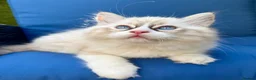 Ragdoll cats for sale: WORLD BEATIFUL RAGDOLL KITTEN / FIFE - Advert 13