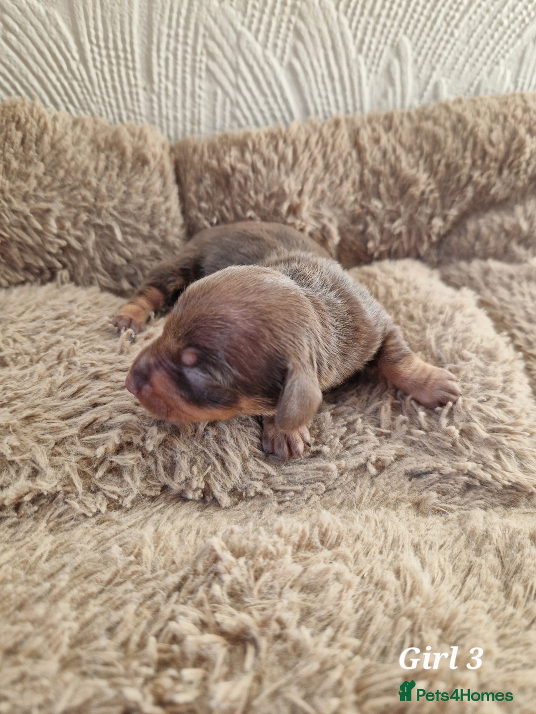 Miniature Dachshund dogs for sale: Beautiful Miniature Daschund Puppies For Sale - Advert 5