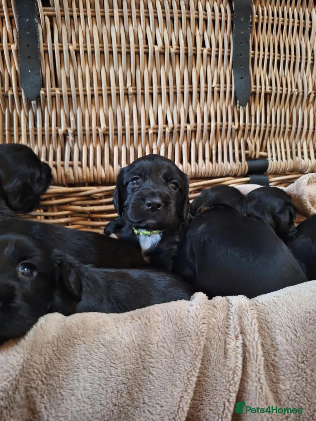 Sprocker dogs for sale: (6 left) sprocker puppies 🐶  5⭐️ breeder - Advert 2