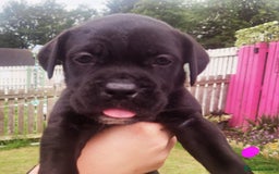 Cane Corso dogs for sale: 💜 gorgeous cane corsos puppies 💜ready in 3 weeks - Image 15