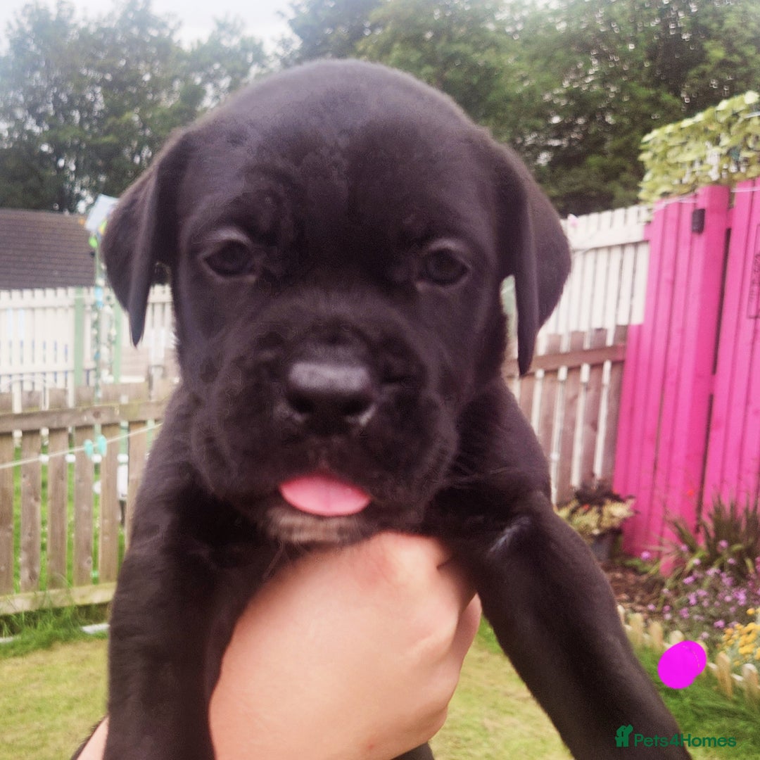 Cane Corso dogs for sale: 💜 gorgeous cane corsos puppies 💜ready in 3 weeks - Image 15