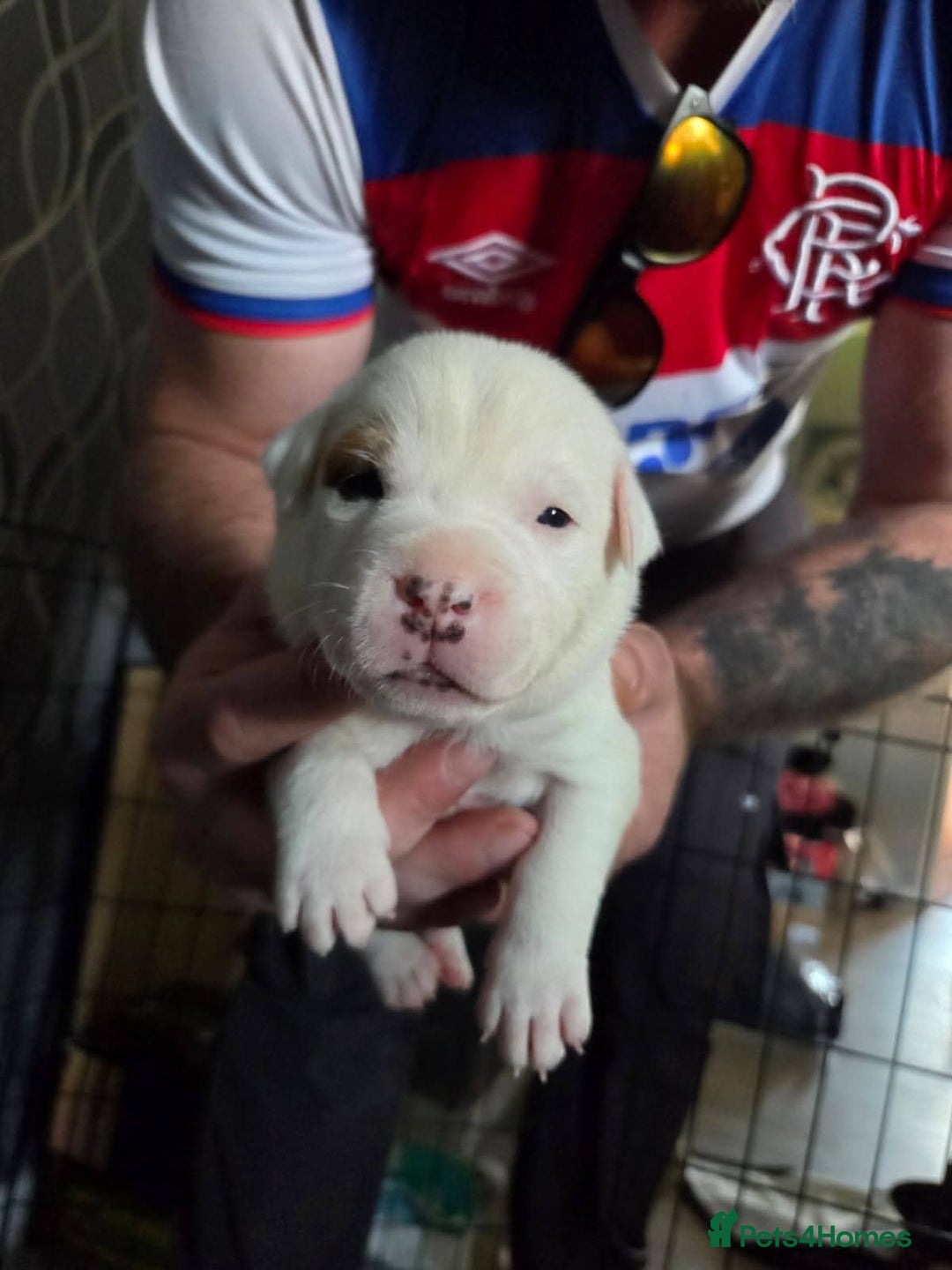 Staffordshire Bull Terrier dogs for sale: Staffordshire pups - Image 3