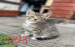 European cats for sale: 5 Adorable Male Kittens Looking for Loving Home - Image 12