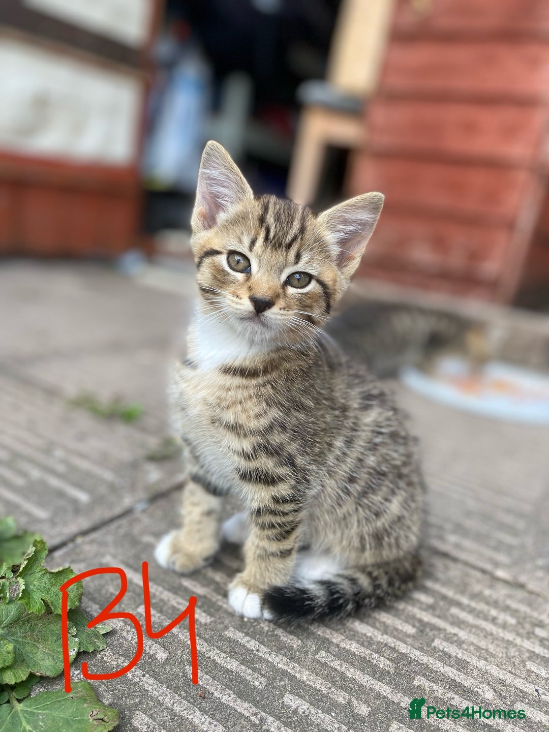 European cats for sale: 5 Adorable Male Kittens Looking for Loving Home - Image 12