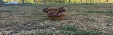 Miniature Dachshund 1