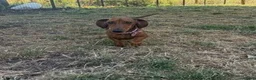Miniature Dachshund dogs for sale: Miniature Smooth Red Dachshund Female - Advert 4