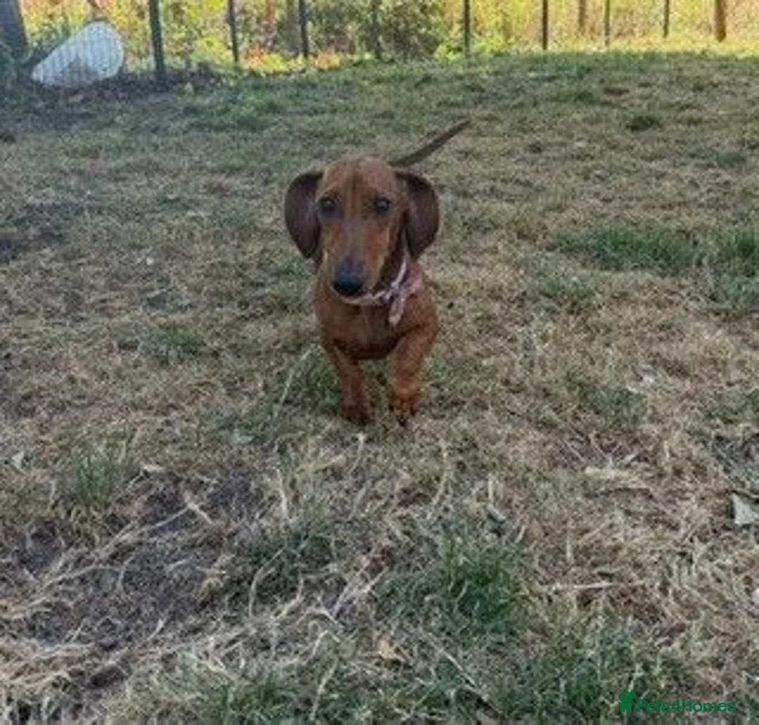 Miniature Dachshund dogs for sale: Miniature Smooth Red Dachshund Female - Advert 7