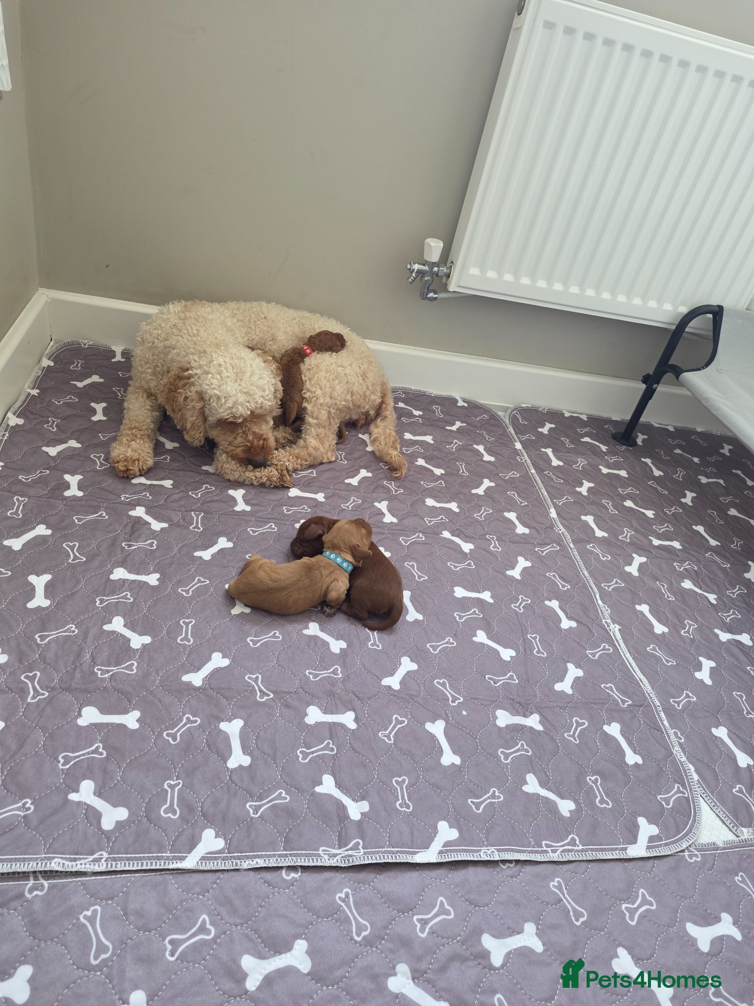 Cockapoo dogs for sale: Cockapoo puppies in Dereham - Advert 14