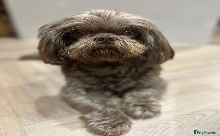 Shih Tzu dogs in Derby - Advert 17