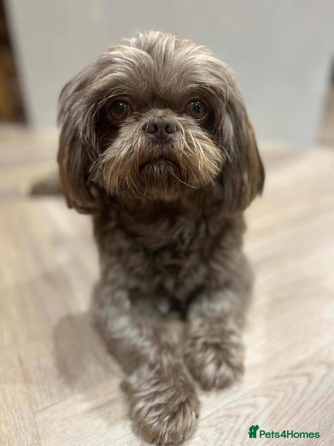 Shih Tzu dogs for stud: KC Karashishi Imperial Chocolate/Lavender Stud in Derby - Advert 2