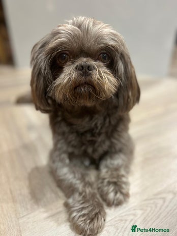 Shih Tzu dogs in Derby - Advert 1