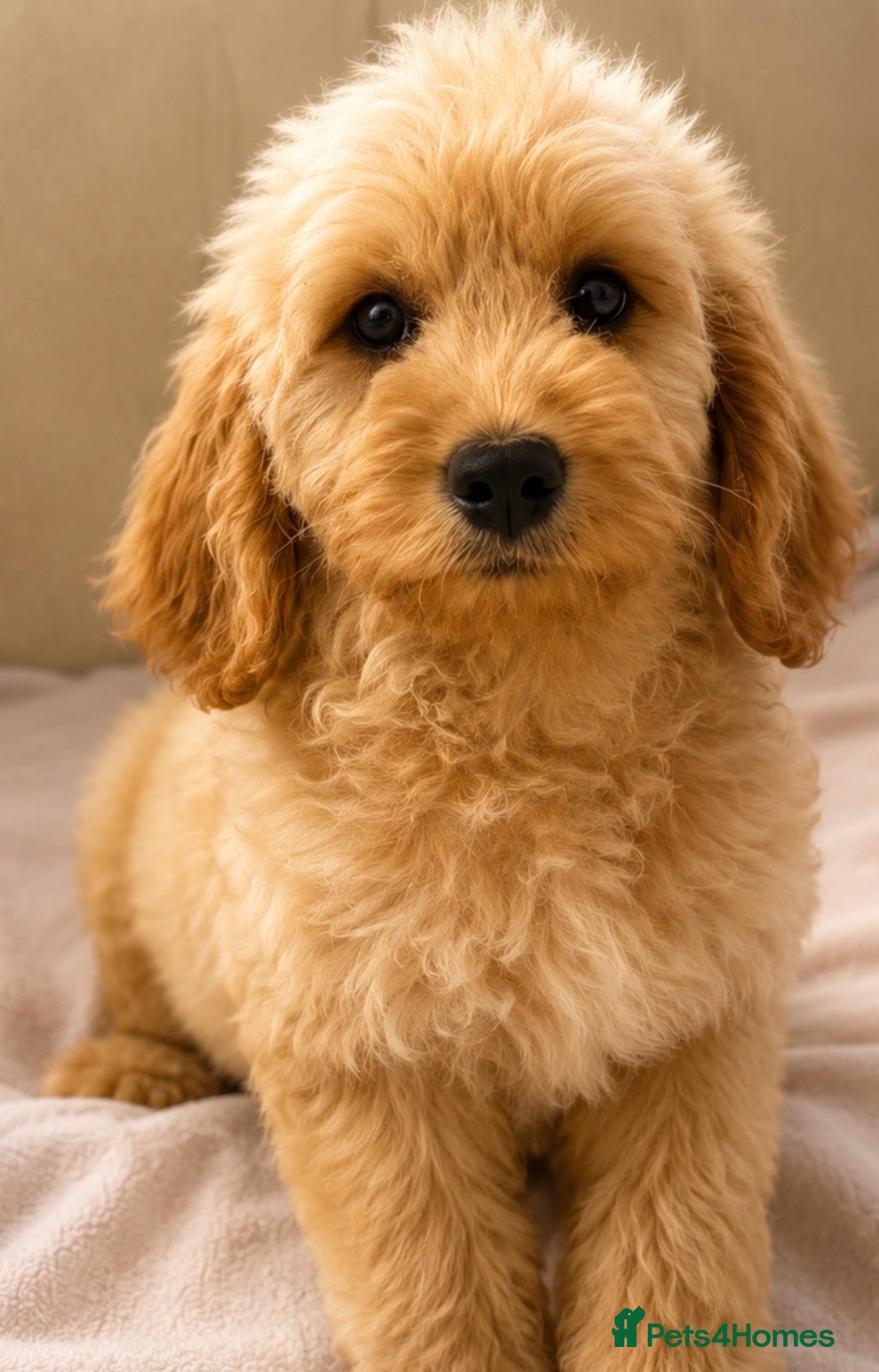 Mini Goldendoodle dogs Health-Tested Family Happy Sociable Goldendoodles - Advert 2