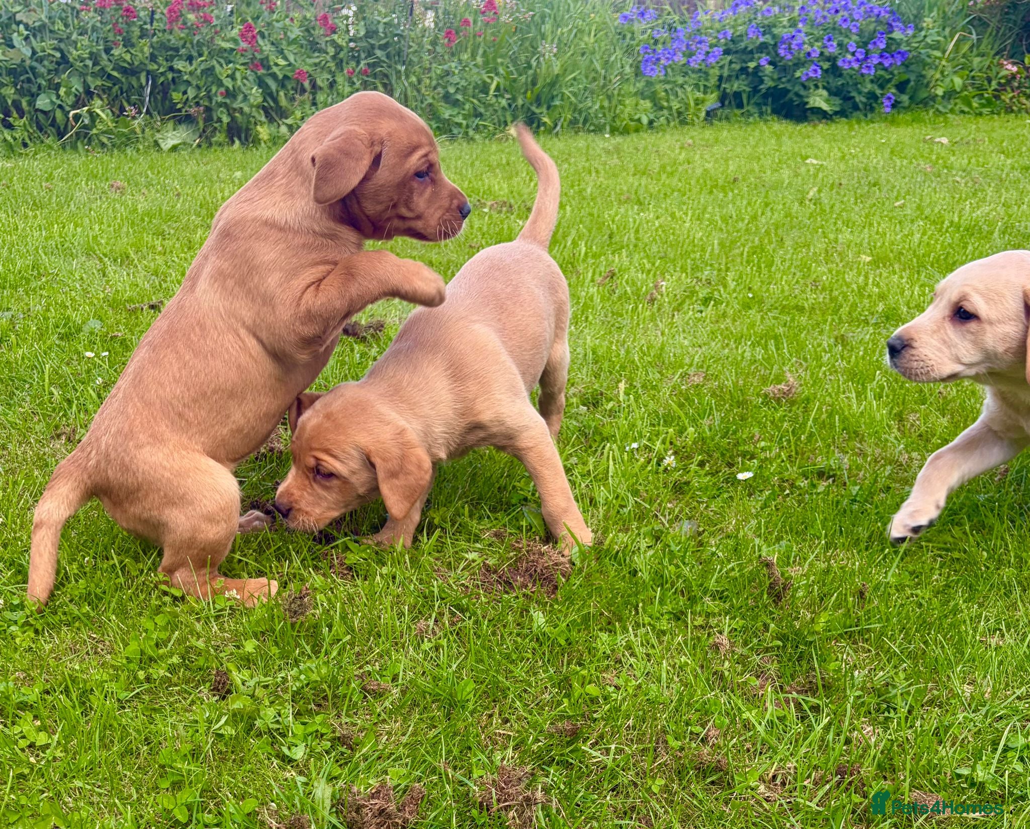 Labrador Retriever dogs KC LABRADOR PUPPIES - Advert 11