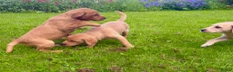 Labrador Retriever dogs for sale: KC LABRADOR PUPPIES - Advert 1