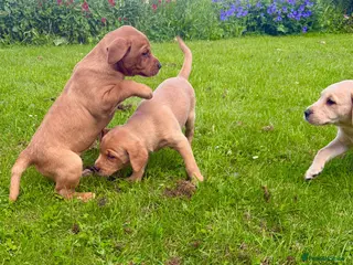 Labrador Retriever dogs KC LABRADOR PUPPIES - Advert 8