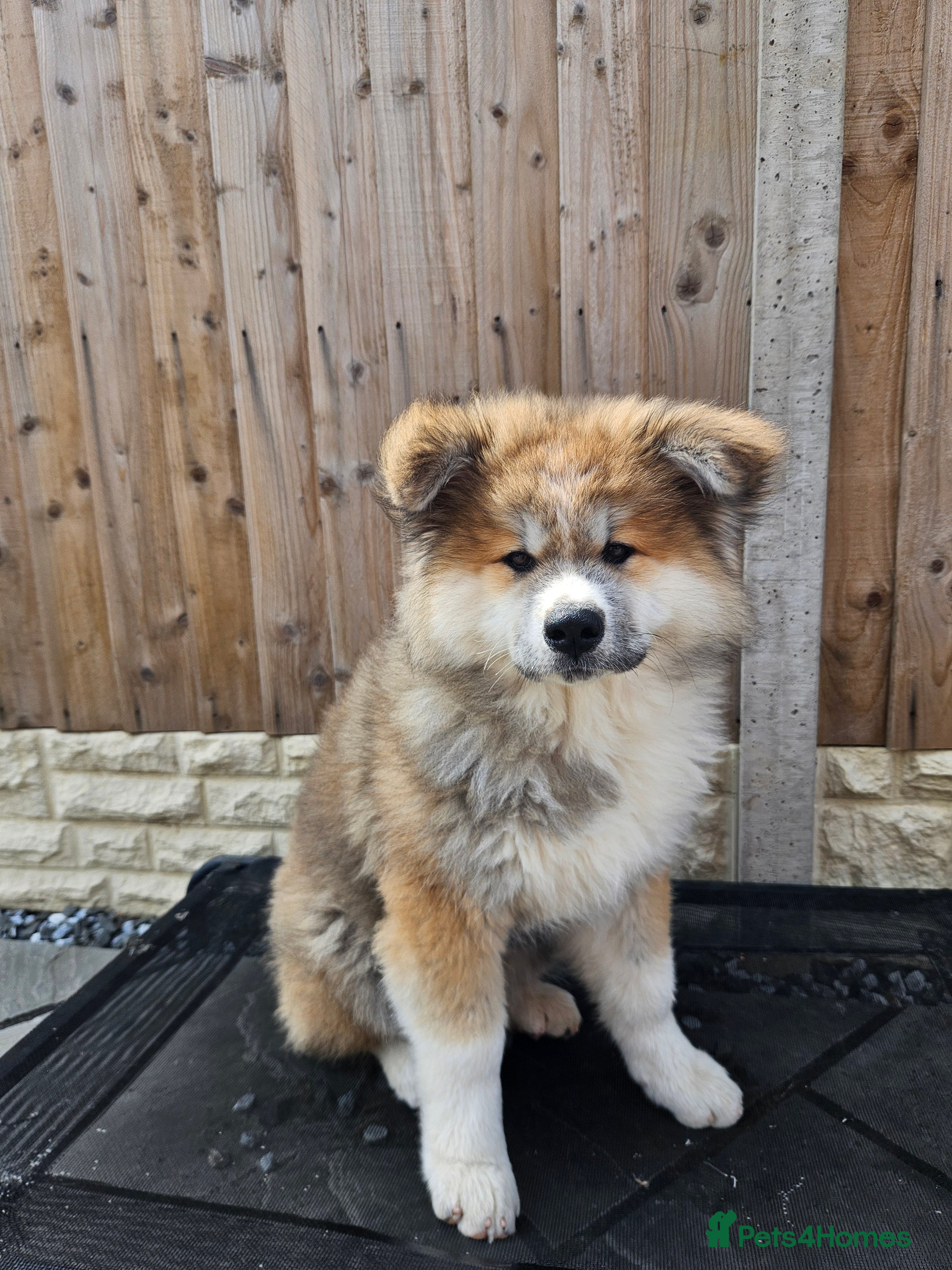Japanese Akita Inu dogs for sale: RKC Registered Long-Coat Female - Advert 25