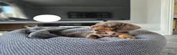 Miniature Dachshund dogs for sale: Miniature Daschaund  in Cardiff - Advert 4