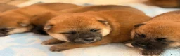 Japanese Shiba Inu dogs for sale: Japanese Shiba Inu Puppies Parents Health Tested - Advert 5