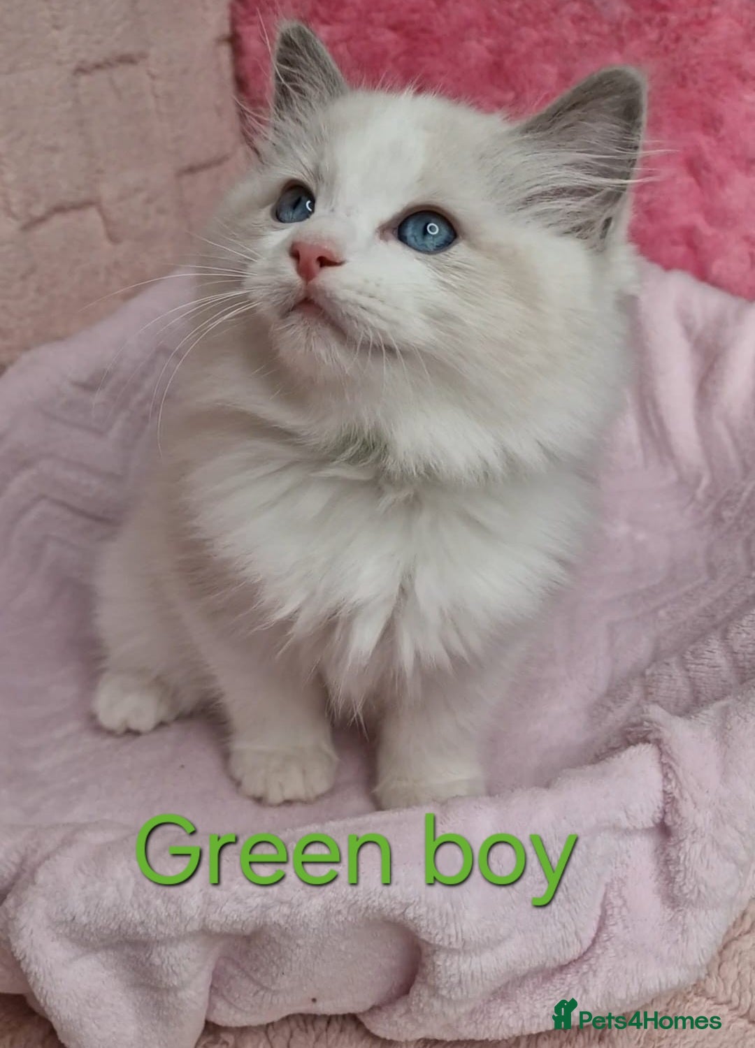 Ragdoll cats for sale: 4 Luxury European line Ragdolls kittens - Image 4