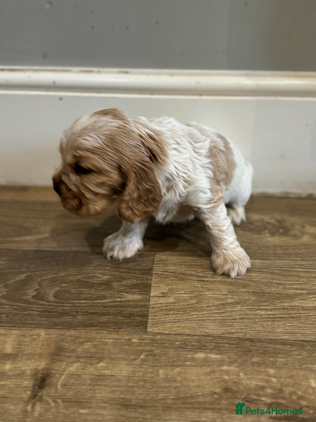 Cocker Spaniel dogs for sale: Exceptional litter of Show Type Cocker Spaniels - Advert 20