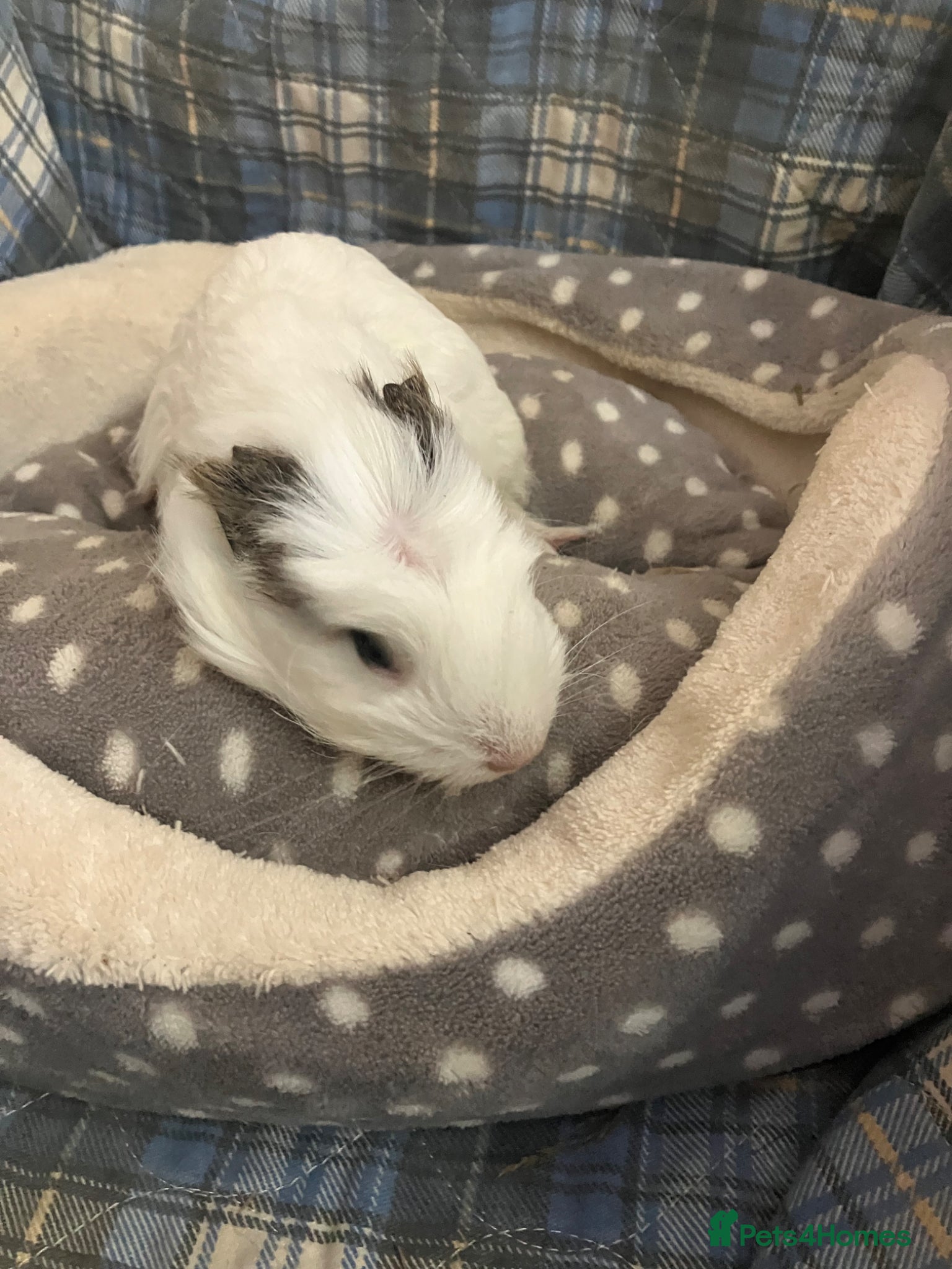 Guinea Pig rodents for sale: Lots of lovely baby guinea pigs - Advert 3