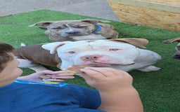 Mixed Breed dogs for sale: Pocket bullies x blue staff - Image 9