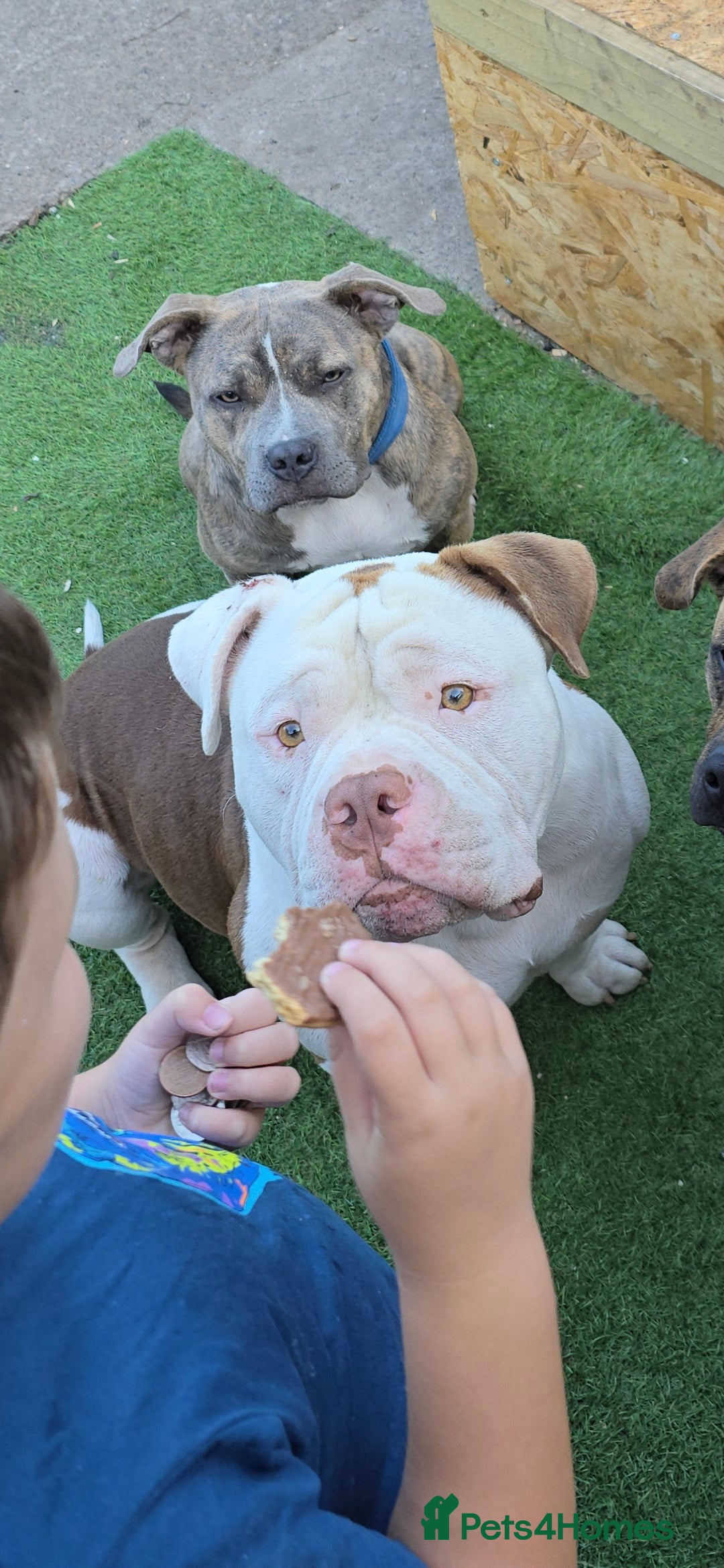 Mixed Breed dogs for sale: Pocket bullies x blue staff - Image 9