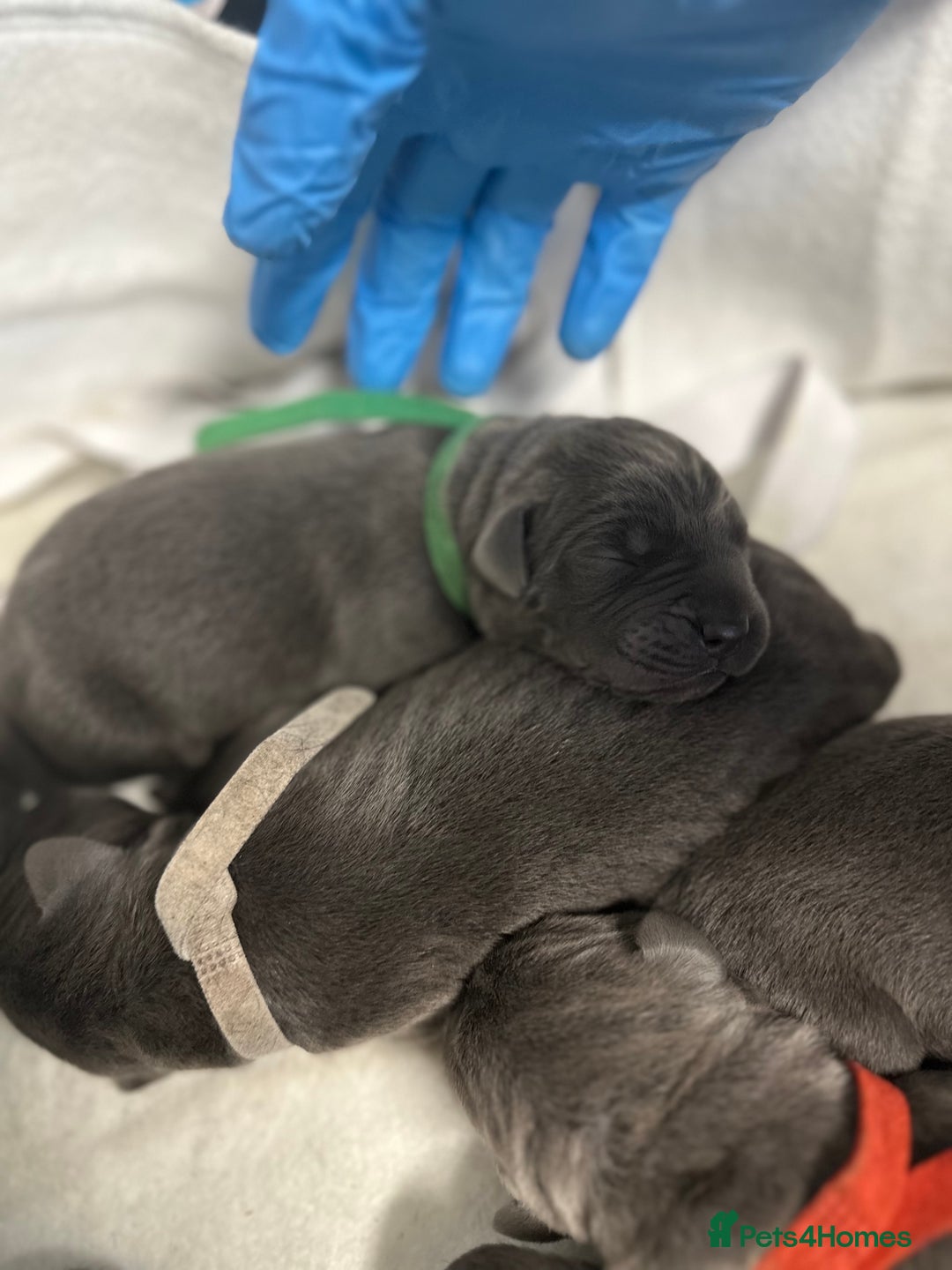 Cane Corso dogs for sale: Lupo D’Italia Kennels - Image 14