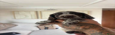 Cocker Spaniel 3