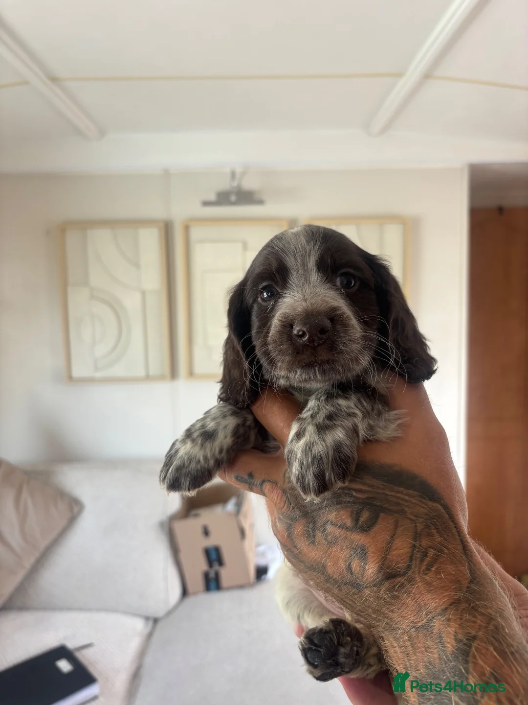 Cocker Spaniel dogs for sale: Cockerspaniel puppies  - Advert 2
