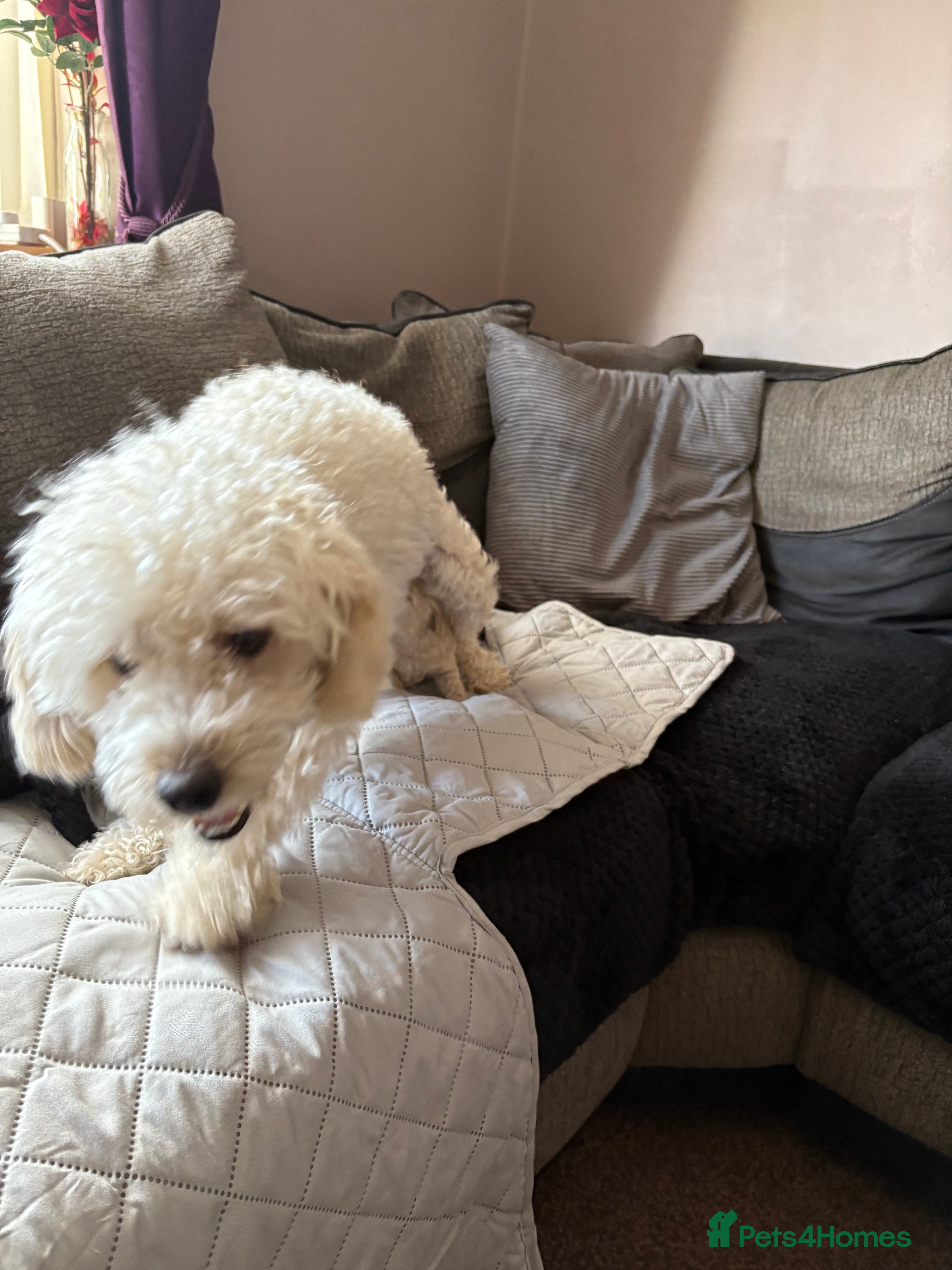 Toy Poodle dogs Toy poodle puppies for sale - Advert 8