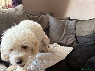 Toy Poodle dogs - Advert 13