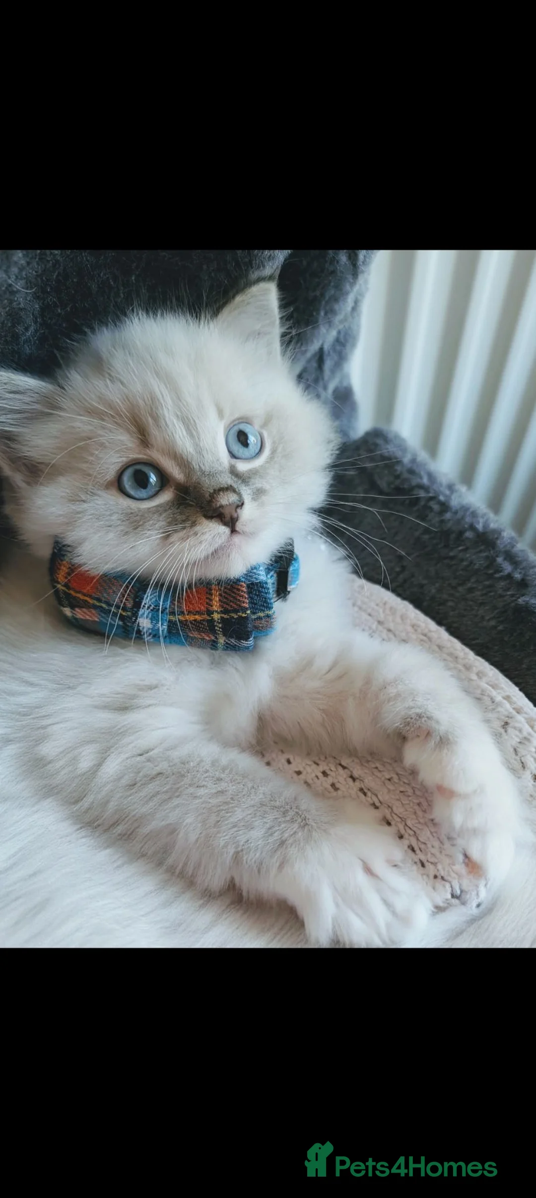 Ragdoll cats for sale: 😺Sweet affectionate Blue Ragdoll kitten 🐾 ! in Matlock - Advert 1