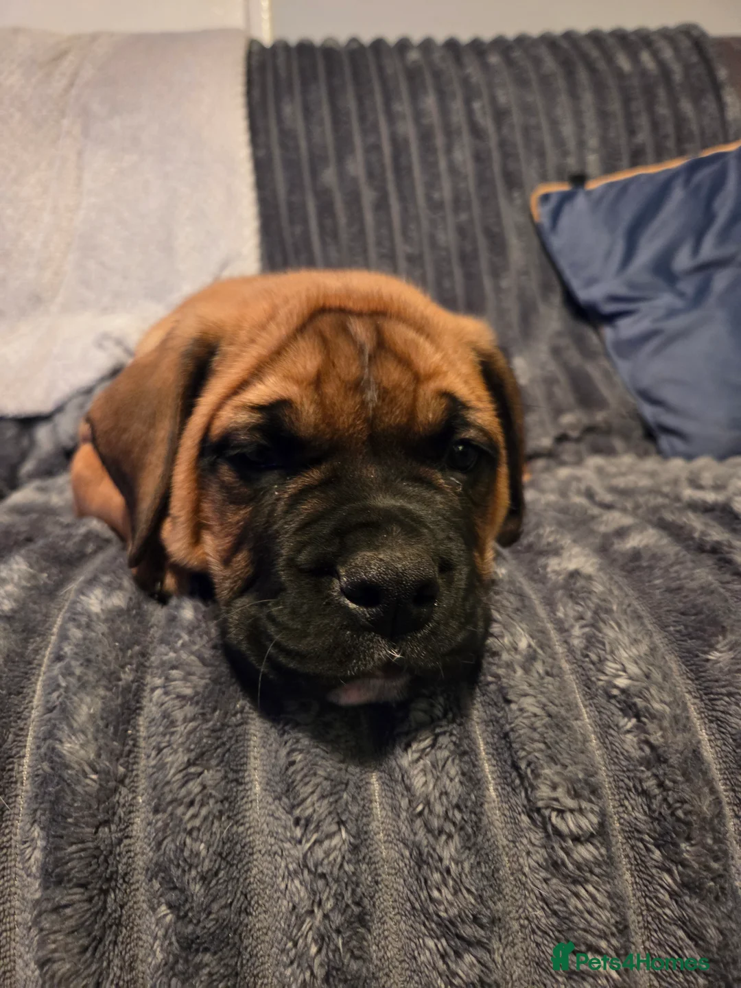 American Bulldog dogs for sale: American bulldog  - Advert 4