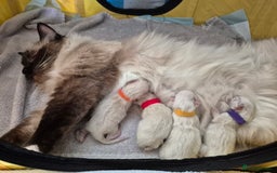 Ragdoll cats for sale: Ragdoll Kittens - Image 15