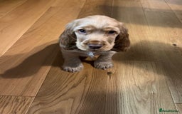 Cocker Spaniel dogs for sale: GOLDEN SHOW COCKER PUPPIES  - Image 16