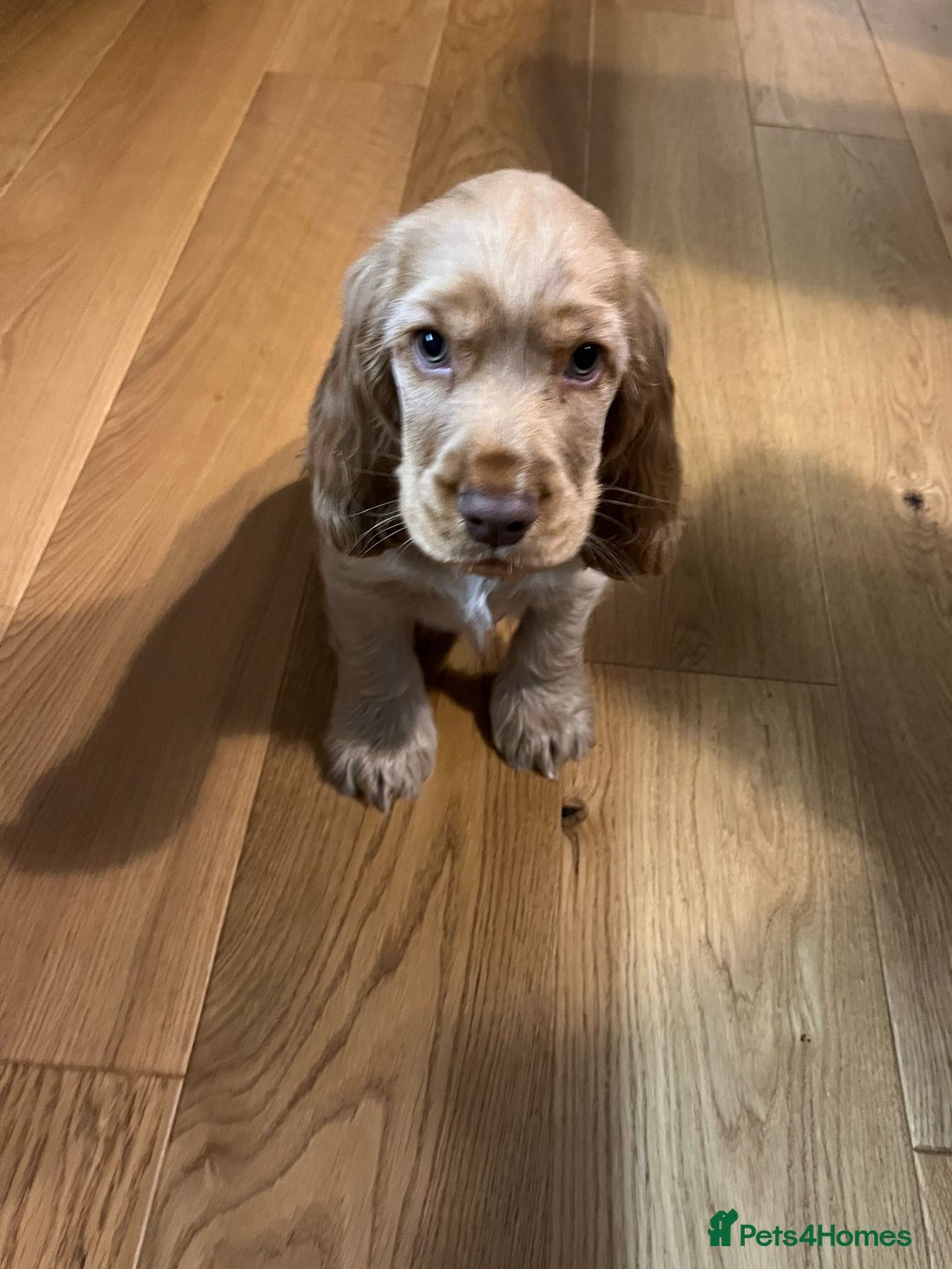 Cocker Spaniel dogs for sale: GOLDEN SHOW COCKER PUPPIES  - Image 16