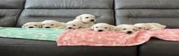 Golden Retriever dogs for sale: KC Old English Cream Golden Retriever Puppies  - Advert 4