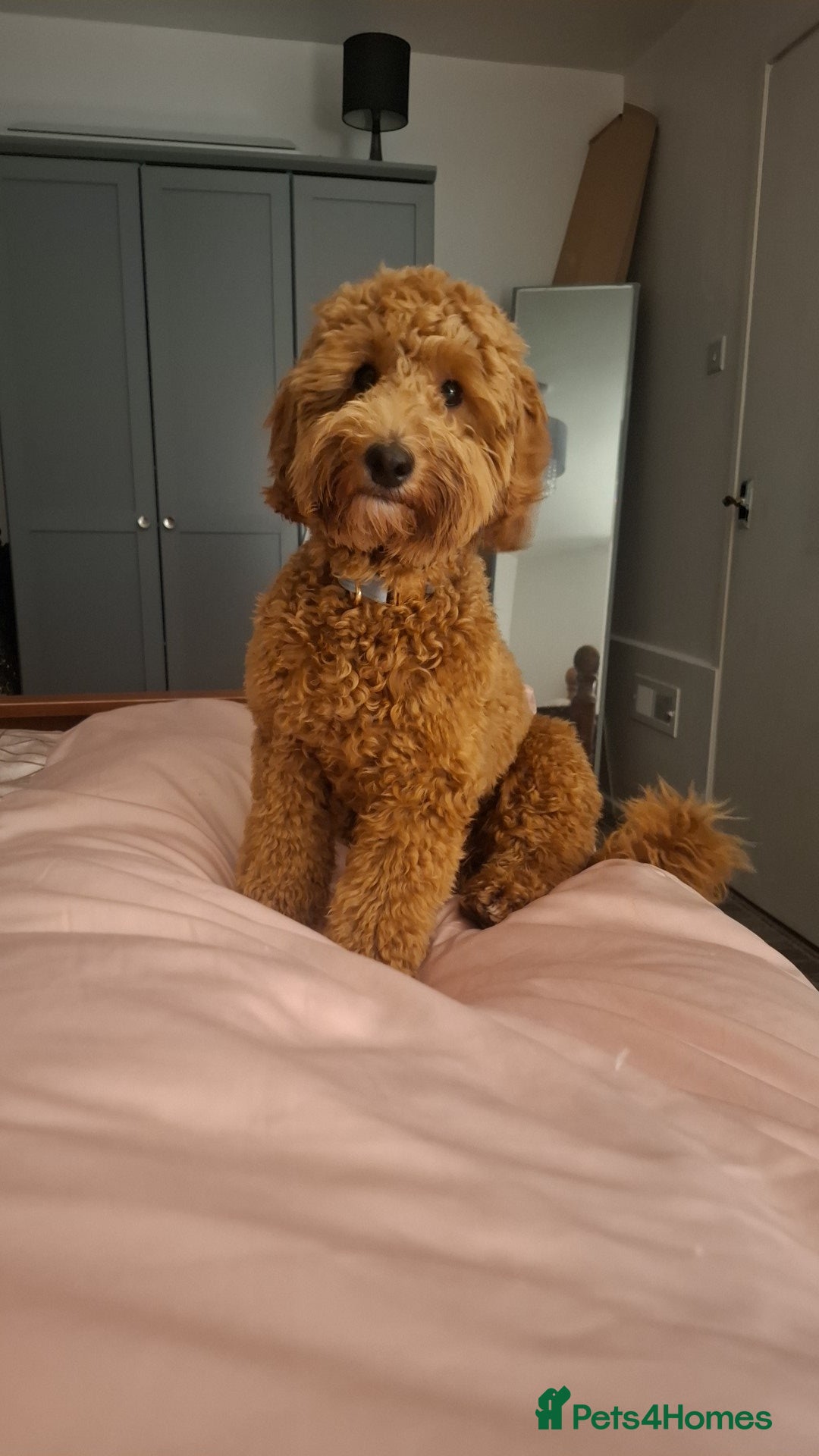 Cockapoo dogs for sale: Male cocapoo  - Advert 2