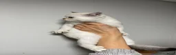 Scottish Fold cats for sale: LOVELY PUREBRED SCOTTISH FOLD KITTENS  - Advert 4
