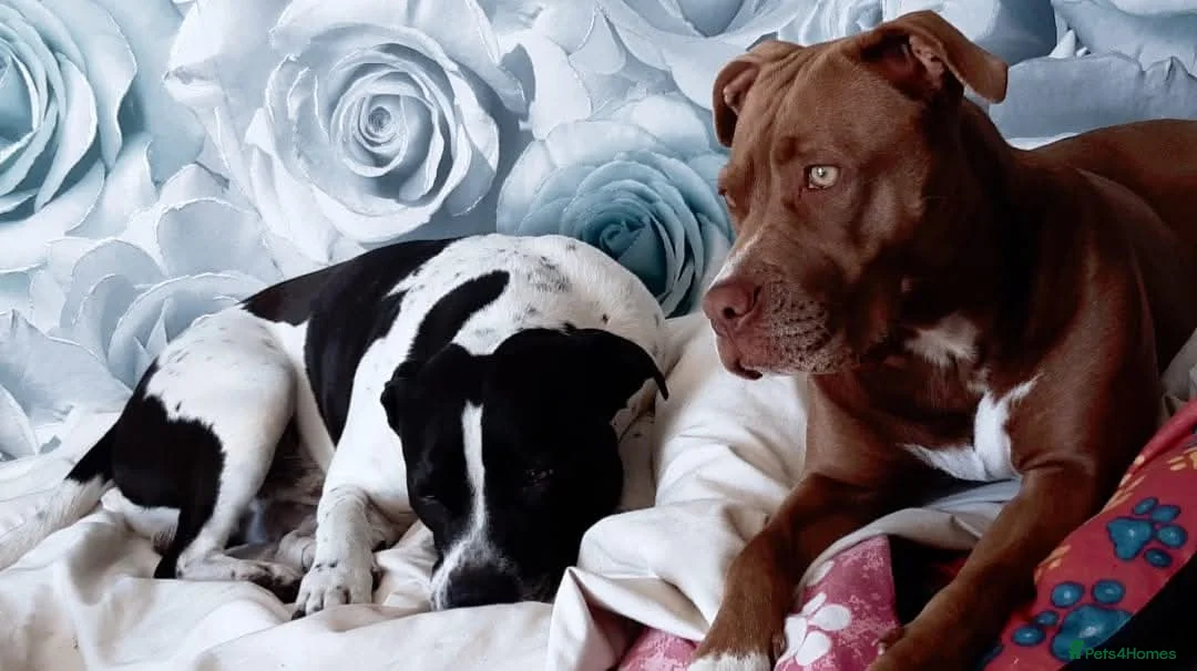 Presa Canario dogs for sale: presa canario pup gurl in Coventry - Advert 2