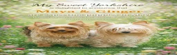 Yorkshire Terrier dogs for sale: Girl yorkshire terrier - Advert 2