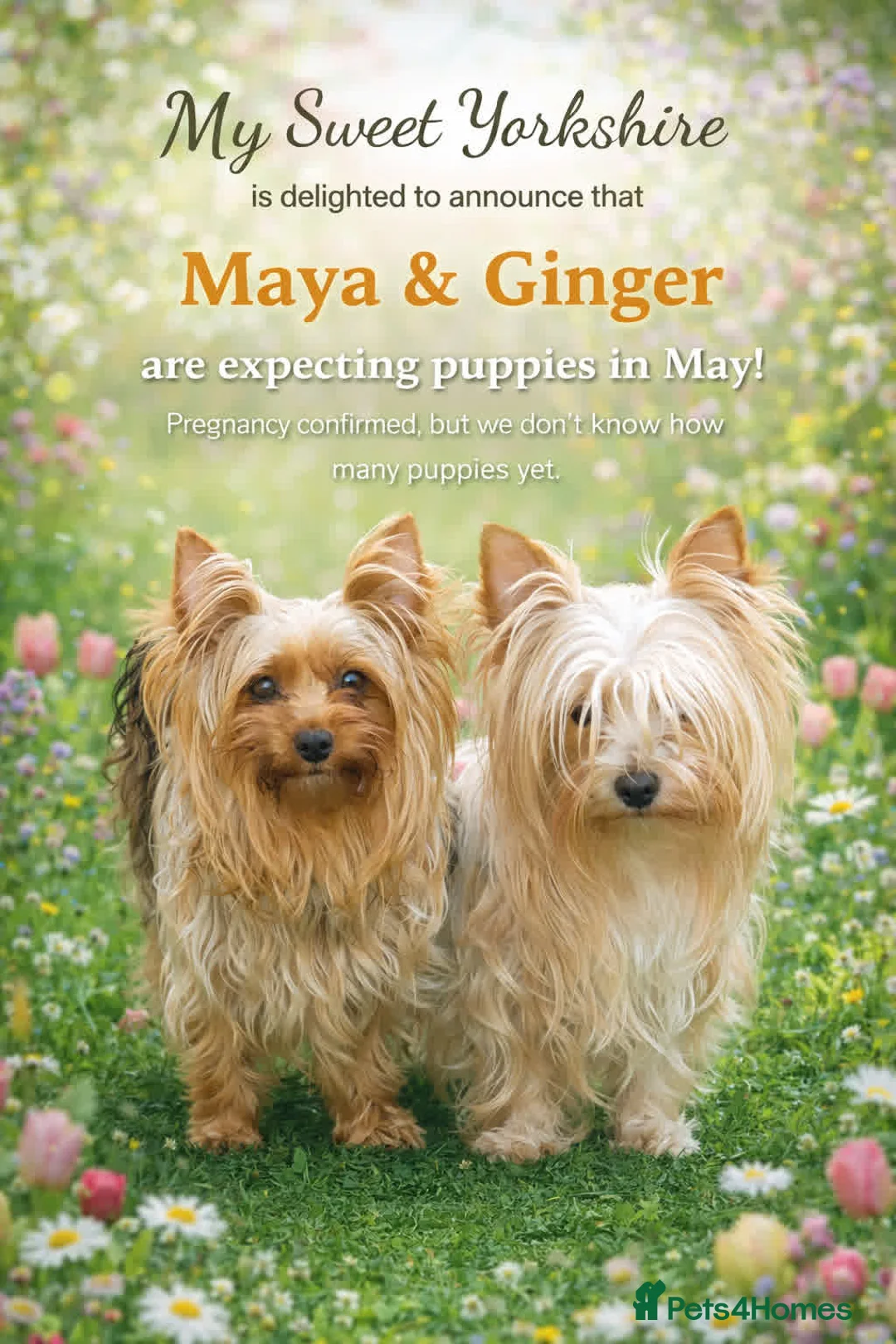 Yorkshire Terrier dogs for sale: Girl yorkshire terrier - Advert 2