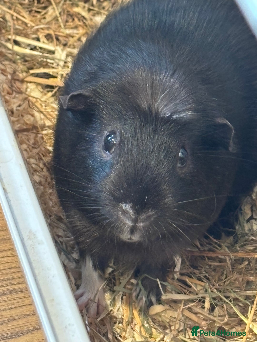 Guinea Pig rodents for sale: Guinea pigs - Advert 9