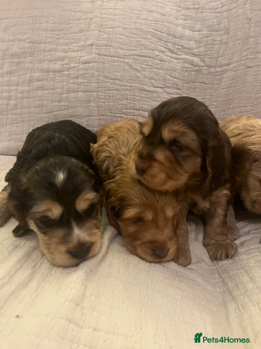 Cocker Spaniel dogs for sale: Adorable show type cocker spaniel pups - Advert 7