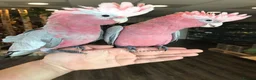 Cockatoo birds for sale: Cuddly Baby Galah Cockatoos For Sale in Bury - Advert 10